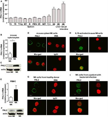 FHL2 Regulates Natural Killer Cell Development and Activation during Streptococcus pneumoniae Infection